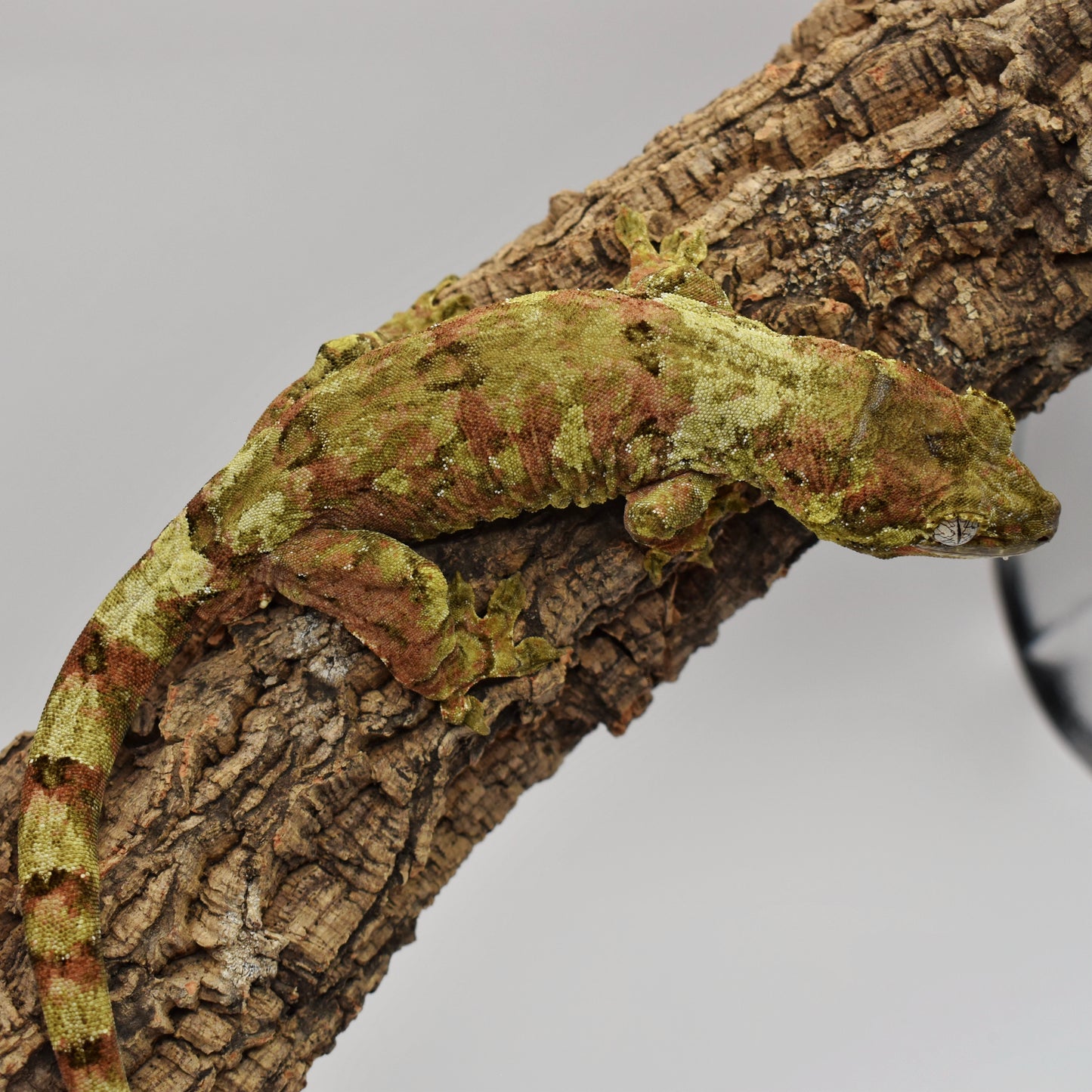 Male Chahoua Gecko – 55g (LAC Herps Lynx x Kitty, Hatched 10/28/2023) | SKU: CH004