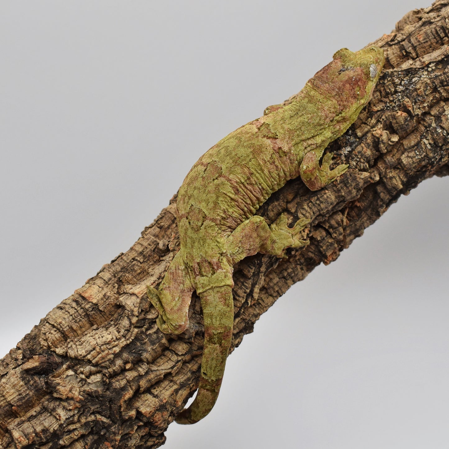 Female Chahoua Gecko – 60g (KLW Reptiles Kane x Maple, Hatched 2/3/2024) | SKU: CH028