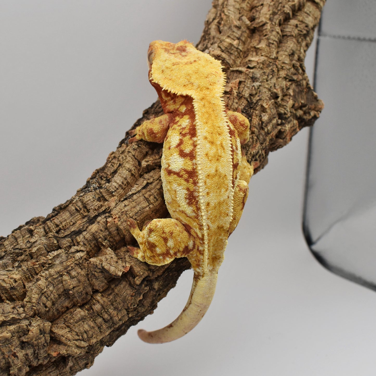 Female Crested Gecko – 66.3g (Whoo’s Geckos Shanks x Kaguya, Est. 7/2022) | SKU: CR001