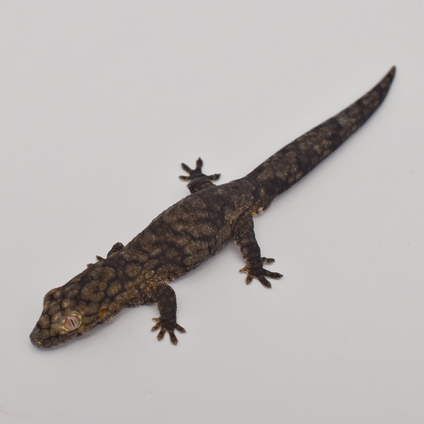 Male Vieillardi Chameleon Gecko – 3.2g (Hidden Valley Geckos Group 1, 6/2024)