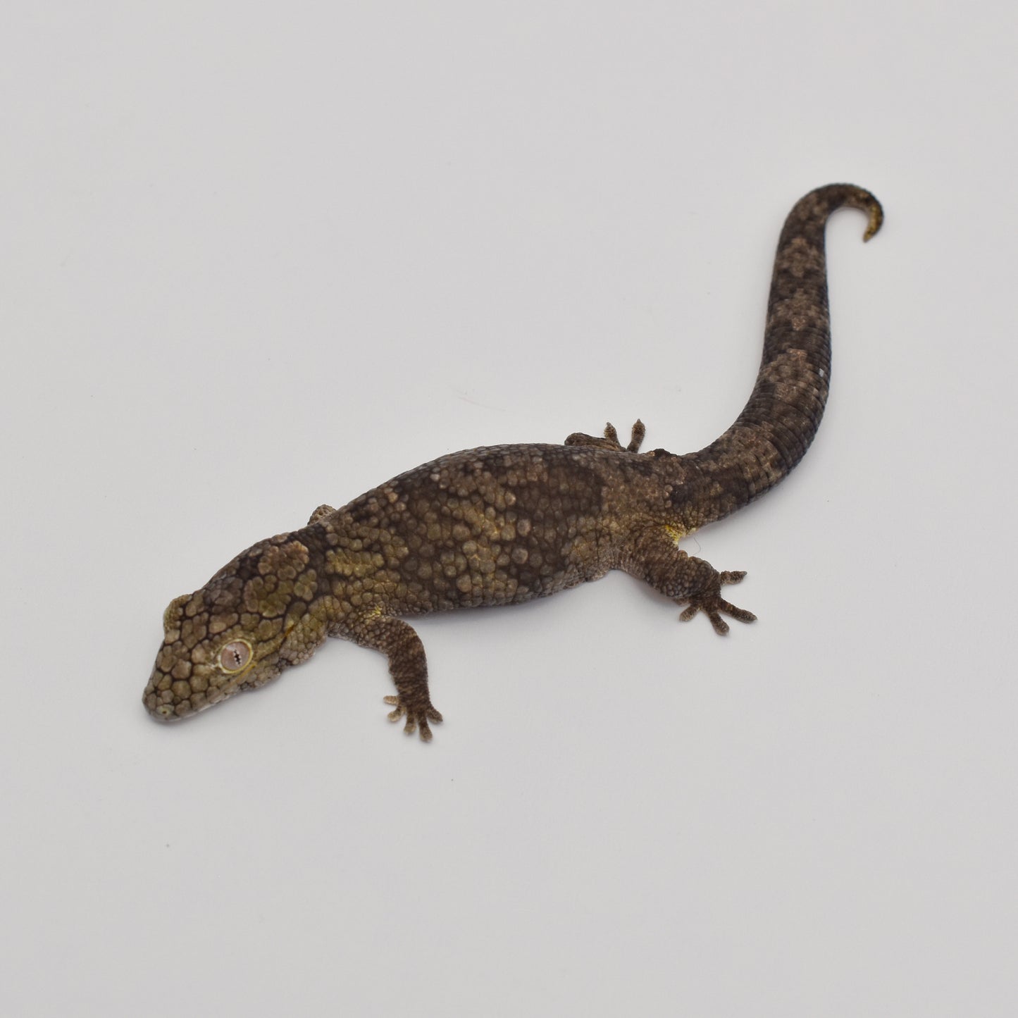 Sexed Pair – Chameleon Geckos (Eurydactylodes vieillardi)