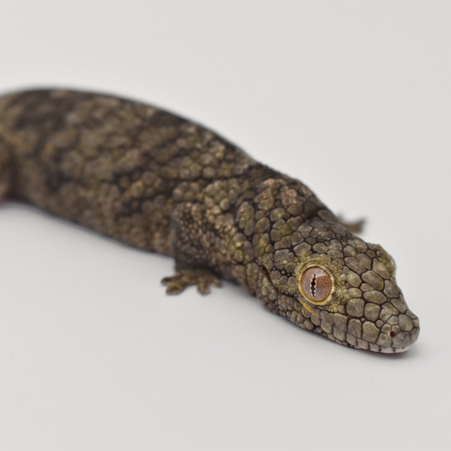 Sexed Pair – Chameleon Geckos (Eurydactylodes vieillardi)