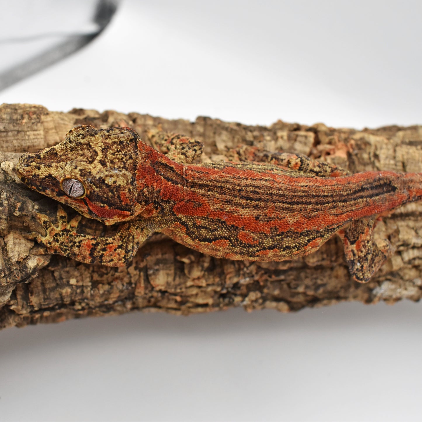 Male Gargoyle Gecko – 29.6g (Tiki’s Geckos, Est. 8/2024) | SKU: GA010