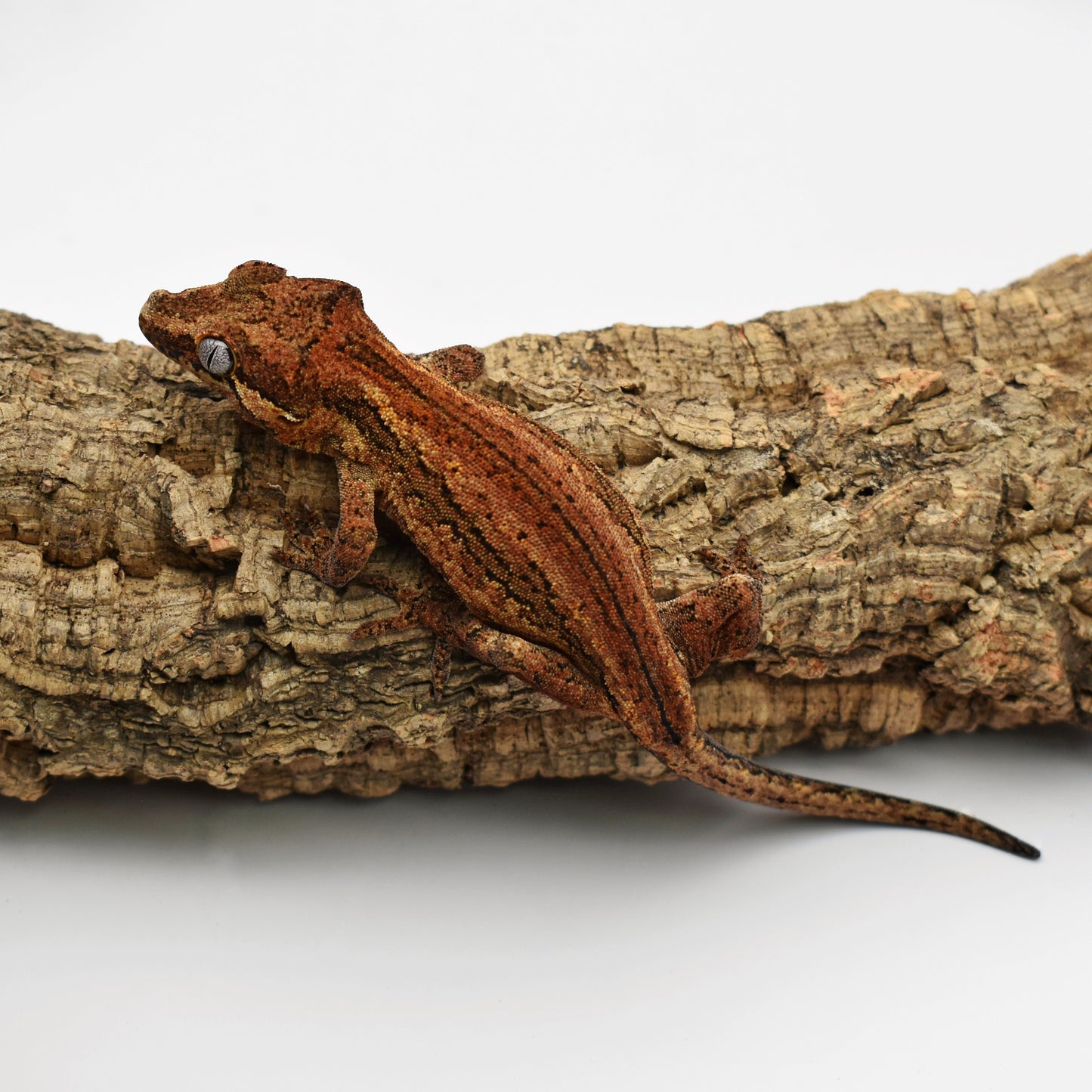 Female Gargoyle Gecko – 25.4g (Glowing Geckos Bagheera x Mew, Est. 6/2024) | SKU: GA021