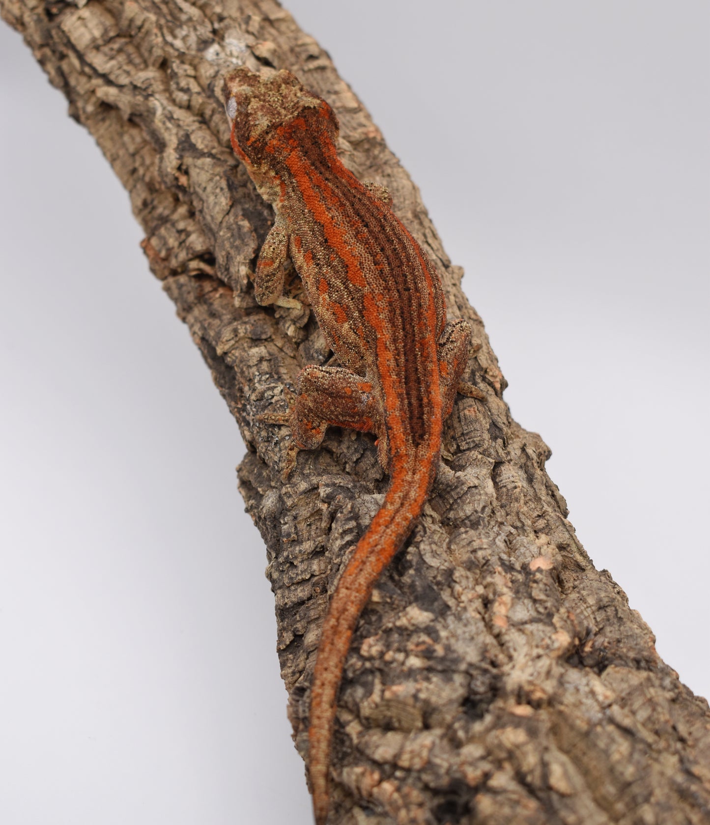 Male Gargoyle Gecko – Orange Stripe, 37.7g (Tiki’s Geckos, Est. 8/1/2024)