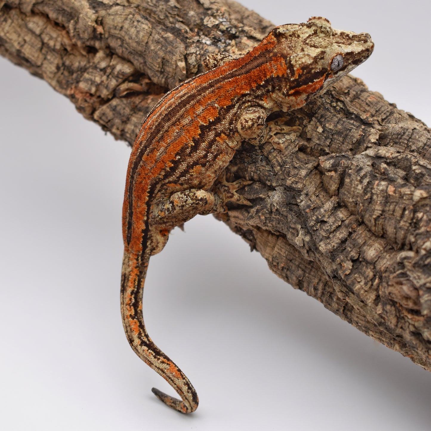 Male Gargoyle Gecko – Orange Stripe, 37.2g (Hidden Valley Geckos Dragon x Slag, 9/2023)