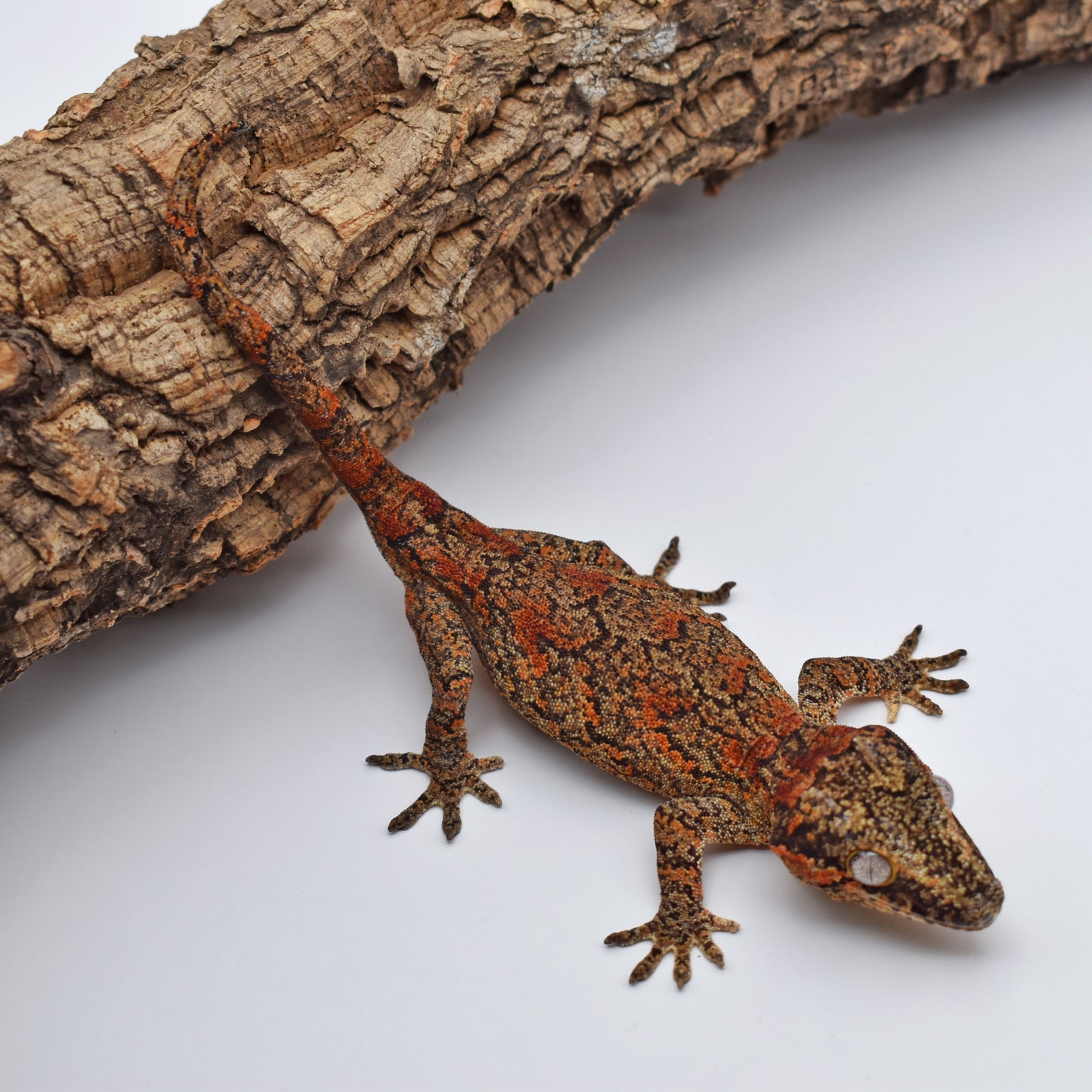 Female Gargoyle Gecko – Orange/Red Chevrons, 23.4g (Sundown Reptiles J Rus, 4/26/2024)
