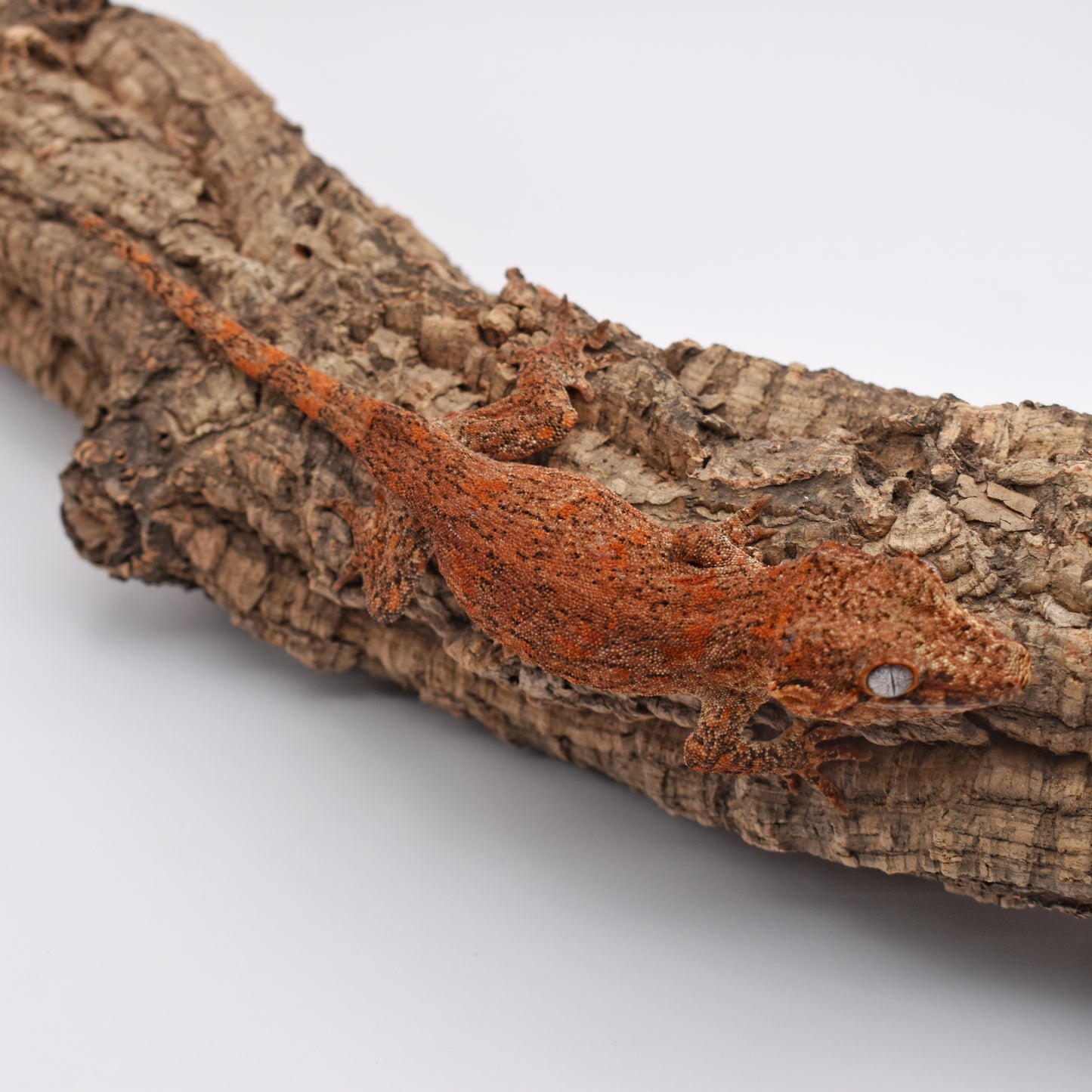 Female Gargoyle Gecko – Orange Base Blotch, xx.xg (Tiki’s Geckos DBRB, 2/19/2024)