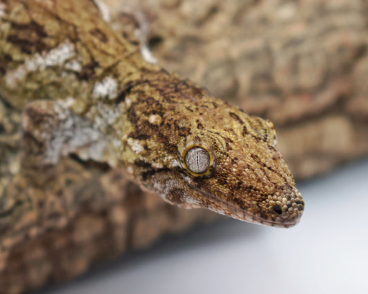 Essential Care Requirements Every Leachie Owner Should Know