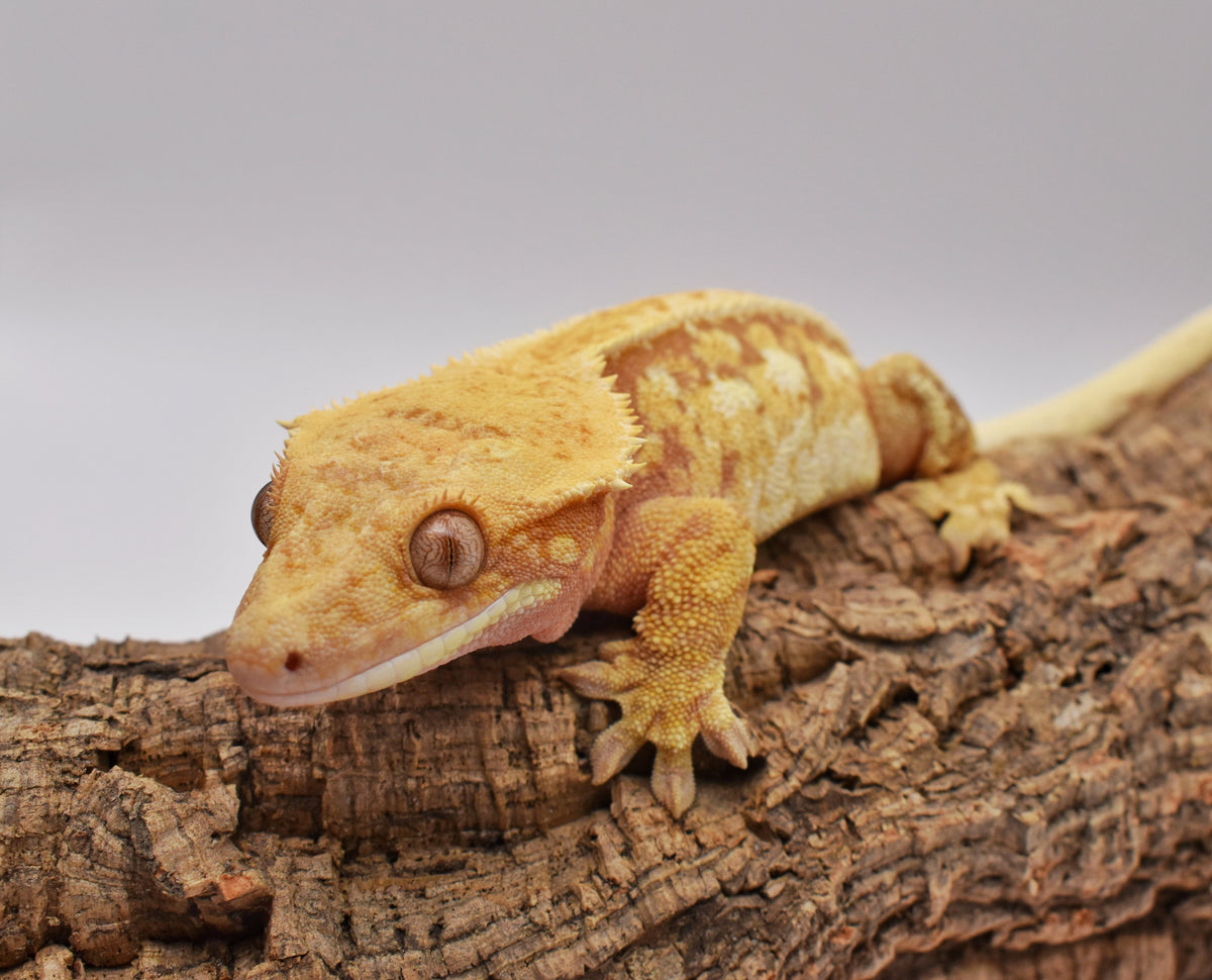 Gecko Rarotonga Island Gecko Co.