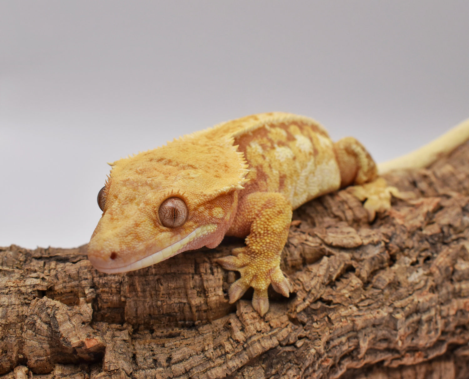 Crested Geckos