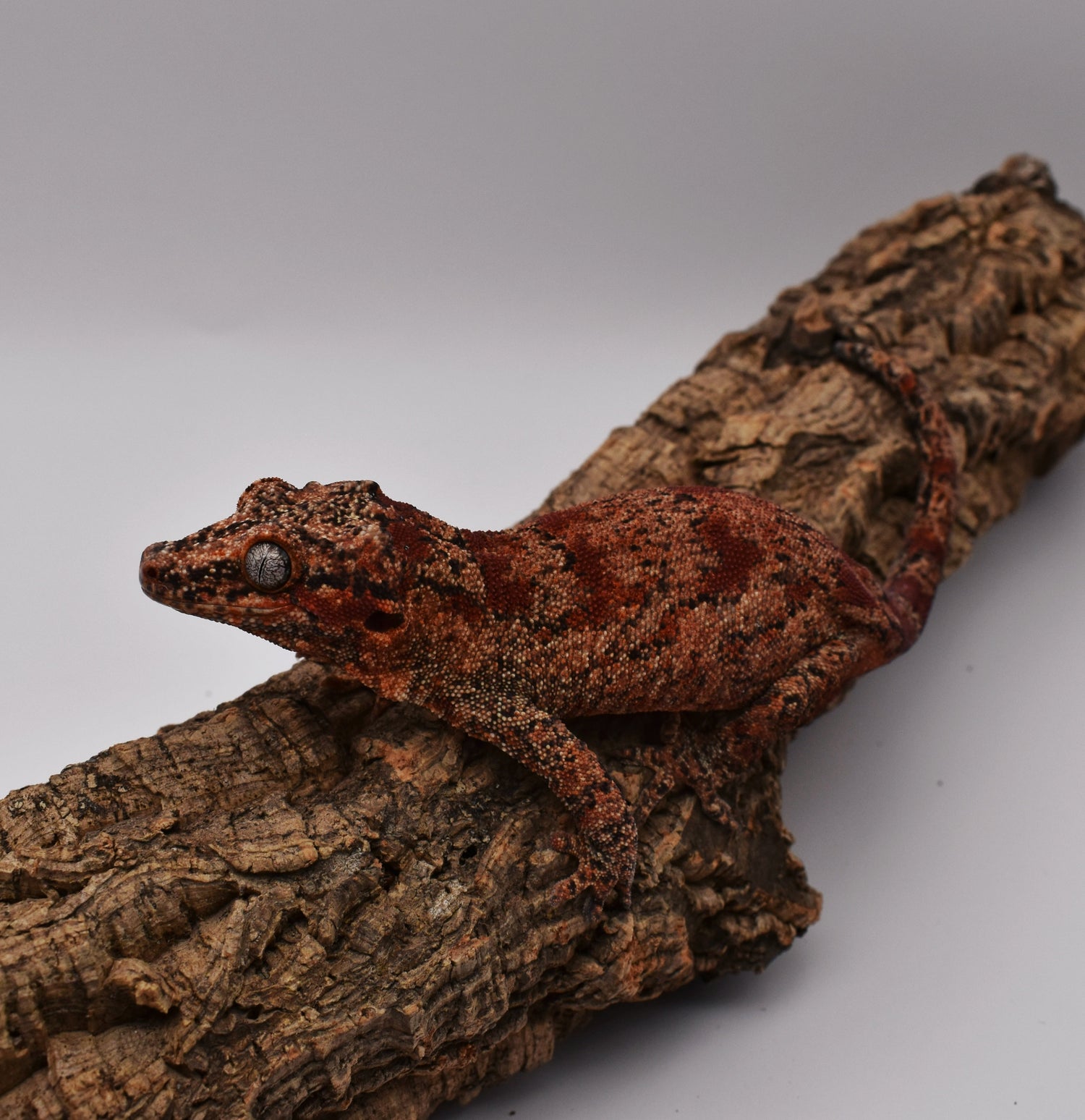 Gargoyle Geckos