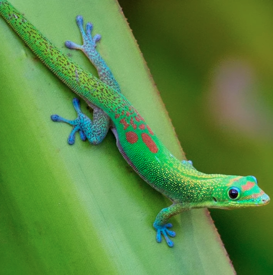 Day Geckos