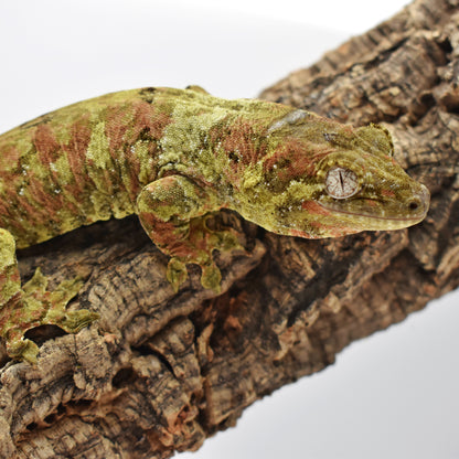 Male Chahoua Gecko – 55g (LAC Herps Lynx x Kitty, Hatched 10/28/2023) | SKU: CH004