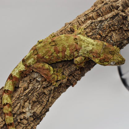 Male Chahoua Gecko – 55g (LAC Herps Lynx x Kitty, Hatched 10/28/2023) | SKU: CH004