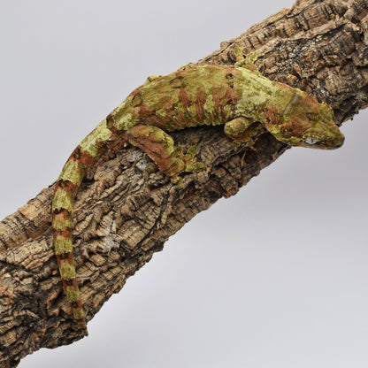 Male Chahoua Gecko – 55g (LAC Herps Lynx x Kitty, Hatched 10/28/2023) | SKU: CH004