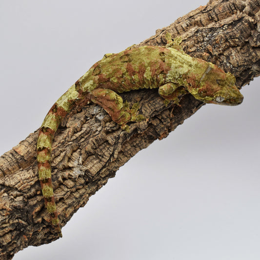 Male Chahoua Gecko – 55g (LAC Herps Lynx x Kitty, Hatched 10/28/2023) | SKU: CH004