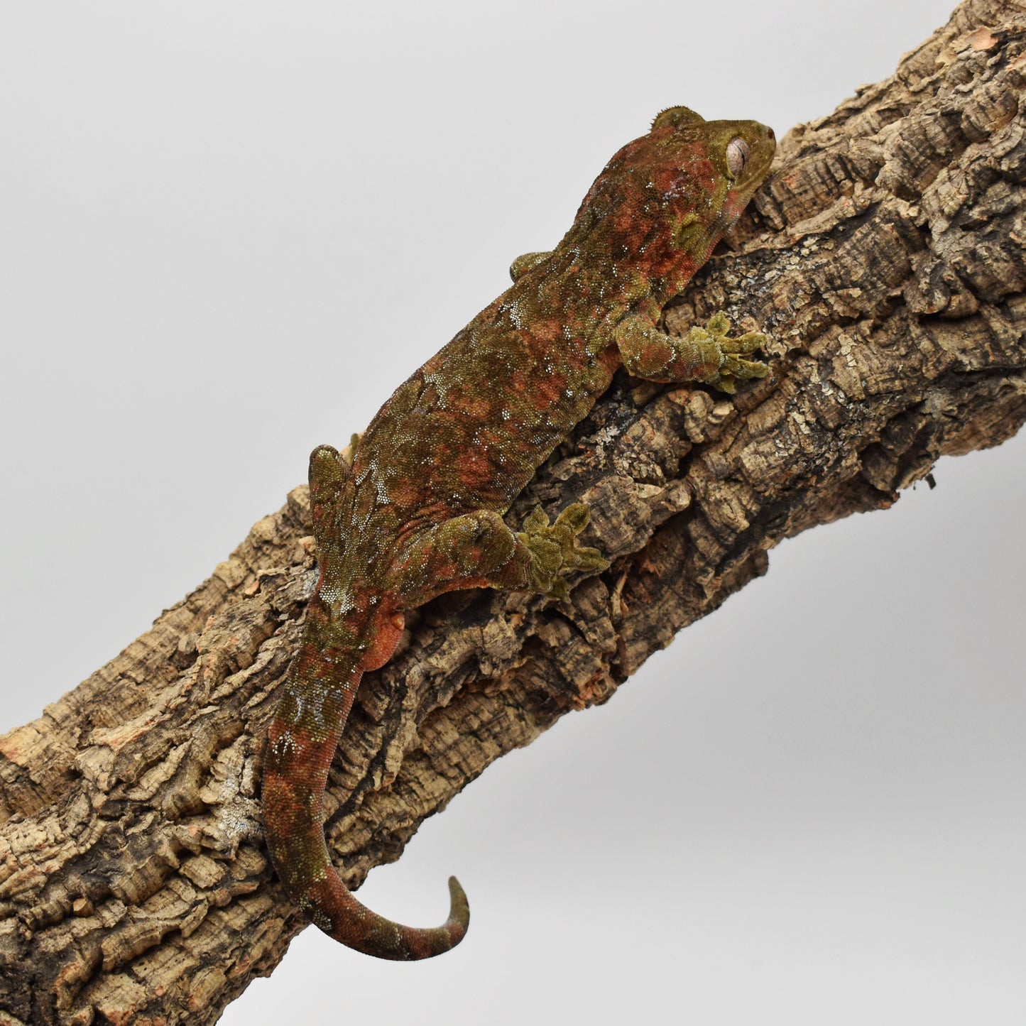 Male Chahoua Gecko – 51.2g (Gecko Room, Est. 4/2020, No Locale) | SKU: CH015