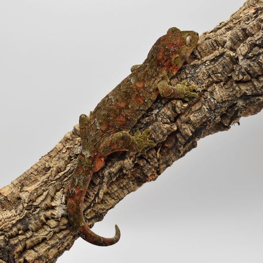 Male Chahoua Gecko – 51.2g (Gecko Room, Est. 4/2020, No Locale) | SKU: CH015