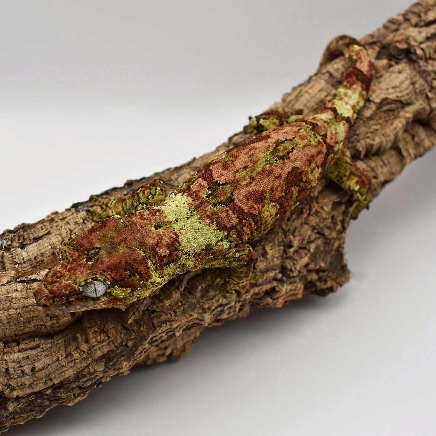 Female Chahoua Gecko – 63.7g (Gekkonidazed Squoosh x Kringle, Hatched 9/2/2023) | SKU: CH018