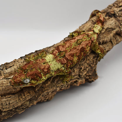 Female Chahoua Gecko – 63.7g (Gekkonidazed Squoosh x Kringle, Hatched 9/2/2023) | SKU: CH018