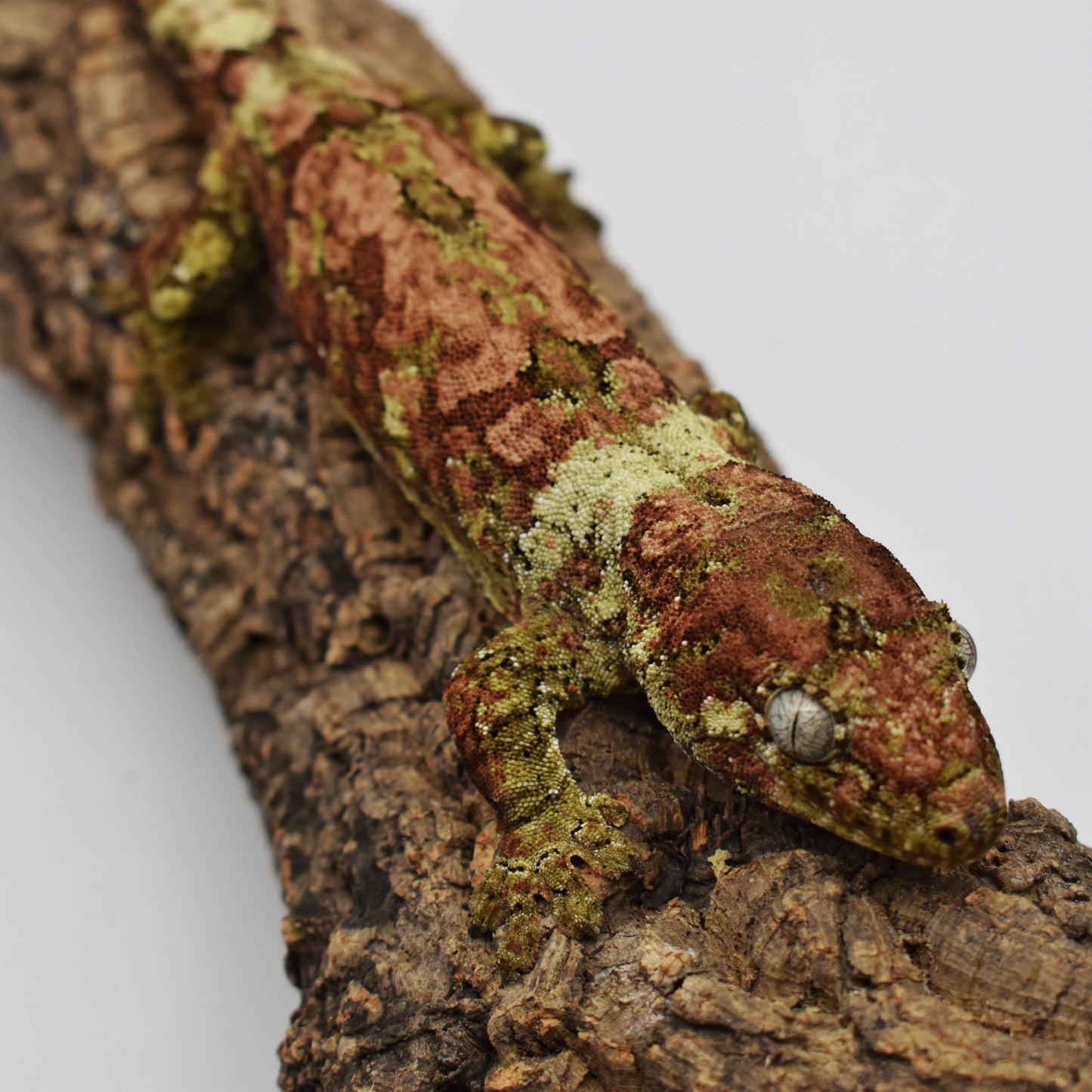 Female Chahoua Gecko – 63.7g (Gekkonidazed Squoosh x Kringle, Hatched 9/2/2023) | SKU: CH018