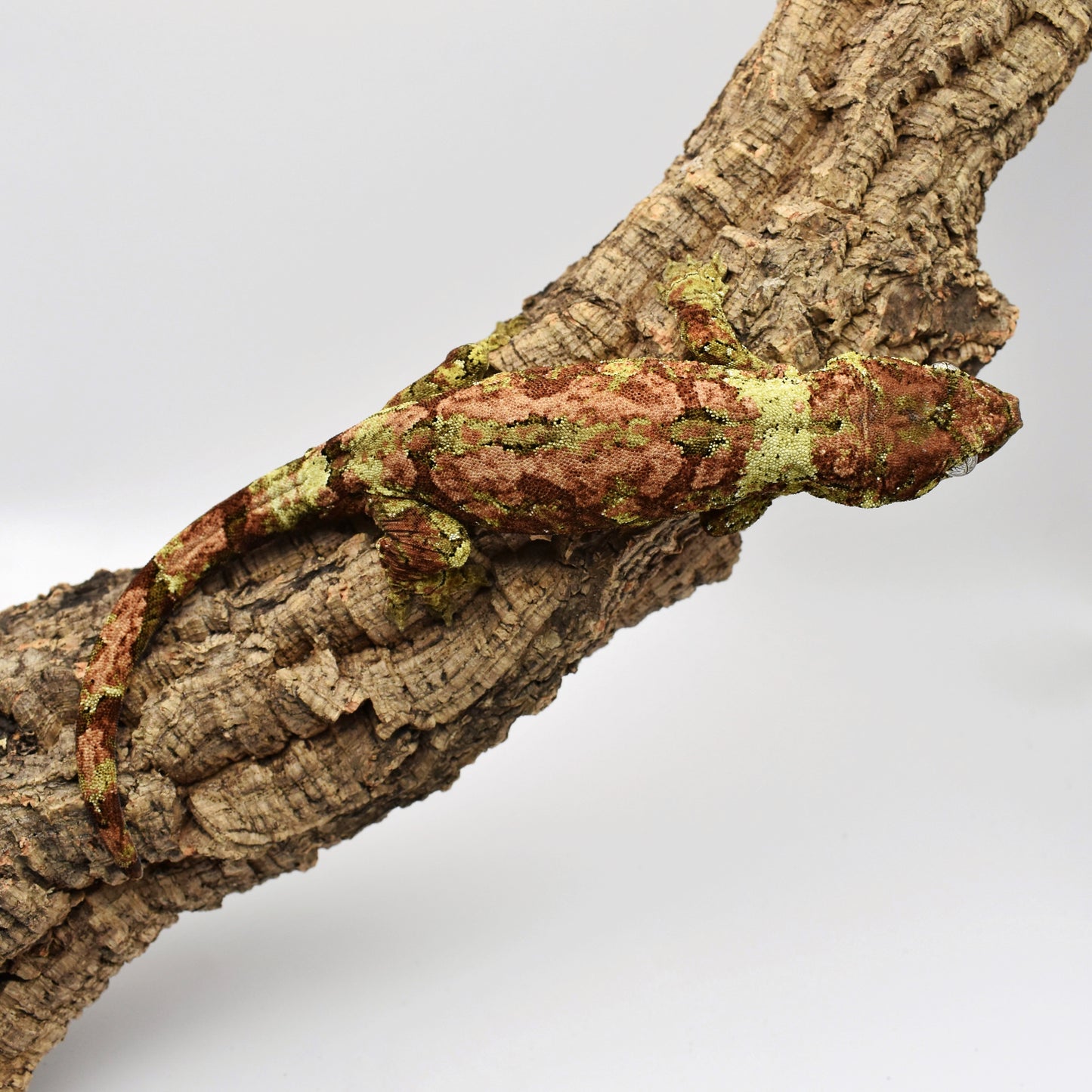 Female Chahoua Gecko – 63.7g (Gekkonidazed Squoosh x Kringle, Hatched 9/2/2023) | SKU: CH018