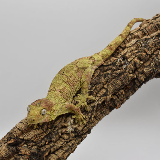 Female Chahoua Gecko – 60g (KLW Reptiles Kane x Maple, Hatched 2/3/2024) | SKU: CH028