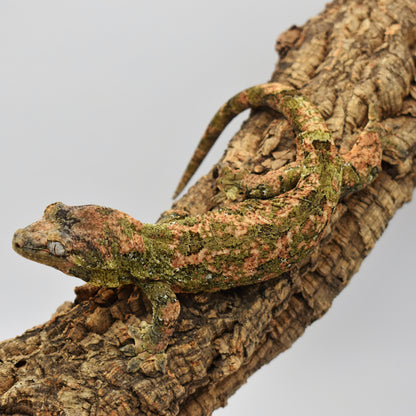 Female Chahoua Gecko – 54g (Cosmic Exotics Michelangelo x Kahlo, Hatched 7/26/2024) | SKU: CH029