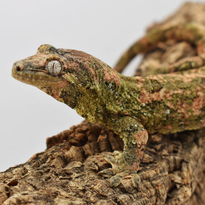 Female Chahoua Gecko – 54g (Cosmic Exotics Michelangelo x Kahlo, Hatched 7/26/2024) | SKU: CH029