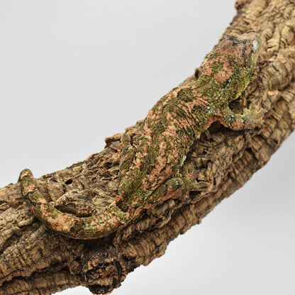 Female Chahoua Gecko – 54g (Cosmic Exotics Michelangelo x Kahlo, Hatched 7/26/2024) | SKU: CH029