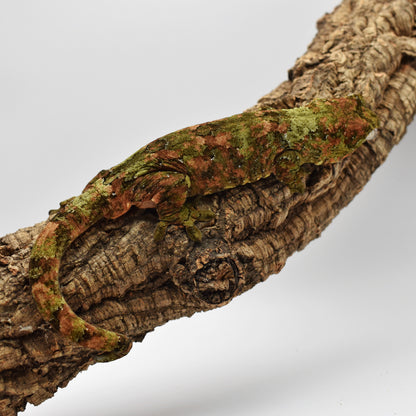 Proven Male Chahoua Gecko – 68g (HerpTime Jason Cardinal Line, Est. 6/2020) | SKU: CH036