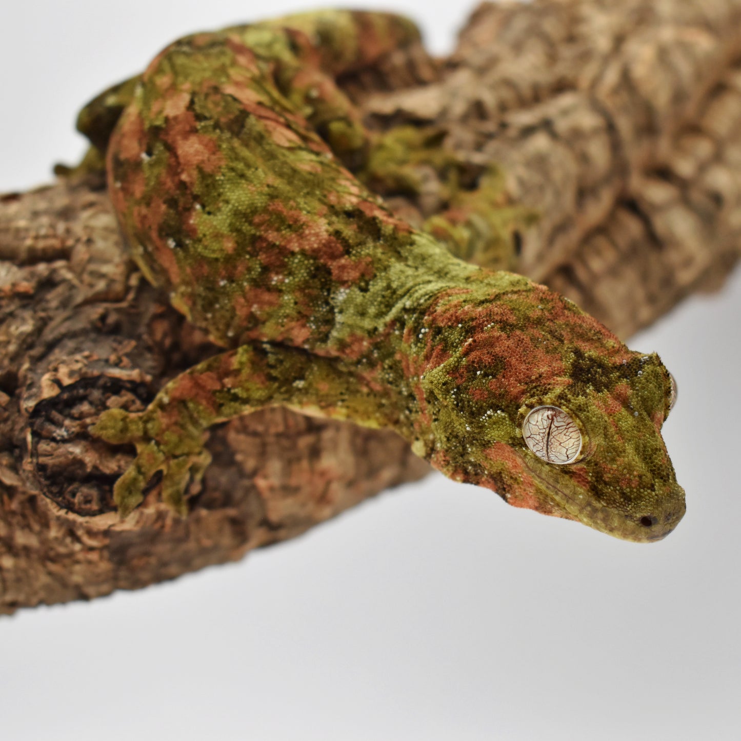 Proven Male Chahoua Gecko – 68g (HerpTime Jason Cardinal Line, Est. 6/2020) | SKU: CH036