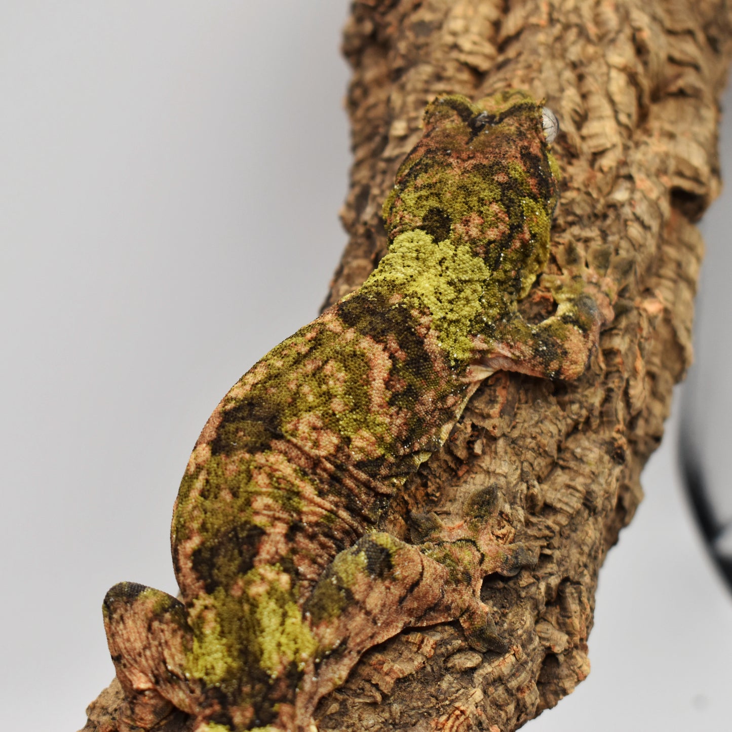 Male Chahoua Gecko – 64.5g (Troy’s Geckos LL Pink Line, Hatched 8/2/2023) | SKU: CH037