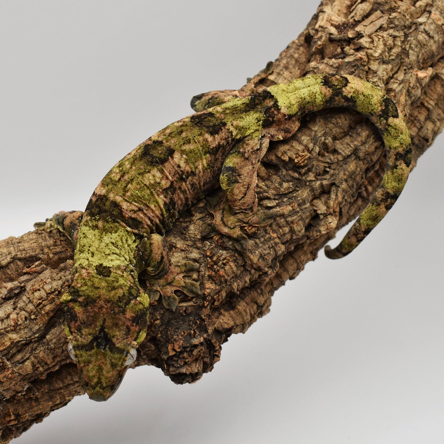 Male Chahoua Gecko – 64.5g (Troy’s Geckos LL Pink Line, Hatched 8/2/2023) | SKU: CH037