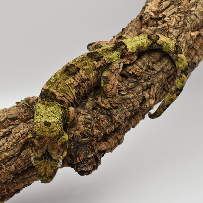 Male Chahoua Gecko – 64.5g (Troy’s Geckos LL Pink Line, Hatched 8/2/2023) | SKU: CH037