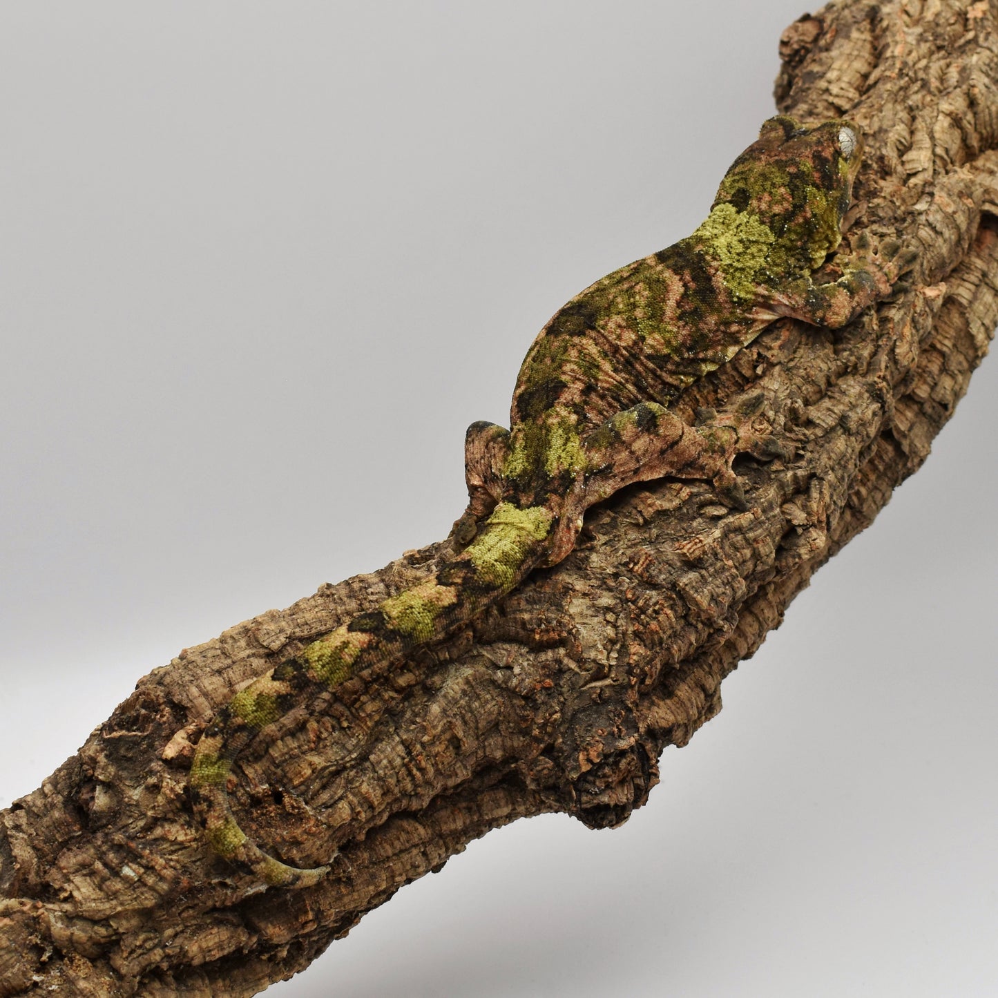 Male Chahoua Gecko – 64.5g (Troy’s Geckos LL Pink Line, Hatched 8/2/2023) | SKU: CH037