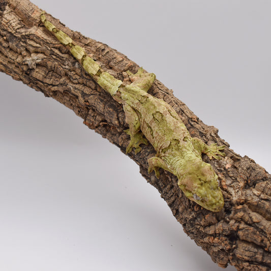 Male Pine Island Chahoua – White Collar, 61.6g (Unknown Lineage, Est. 2/1/2024)