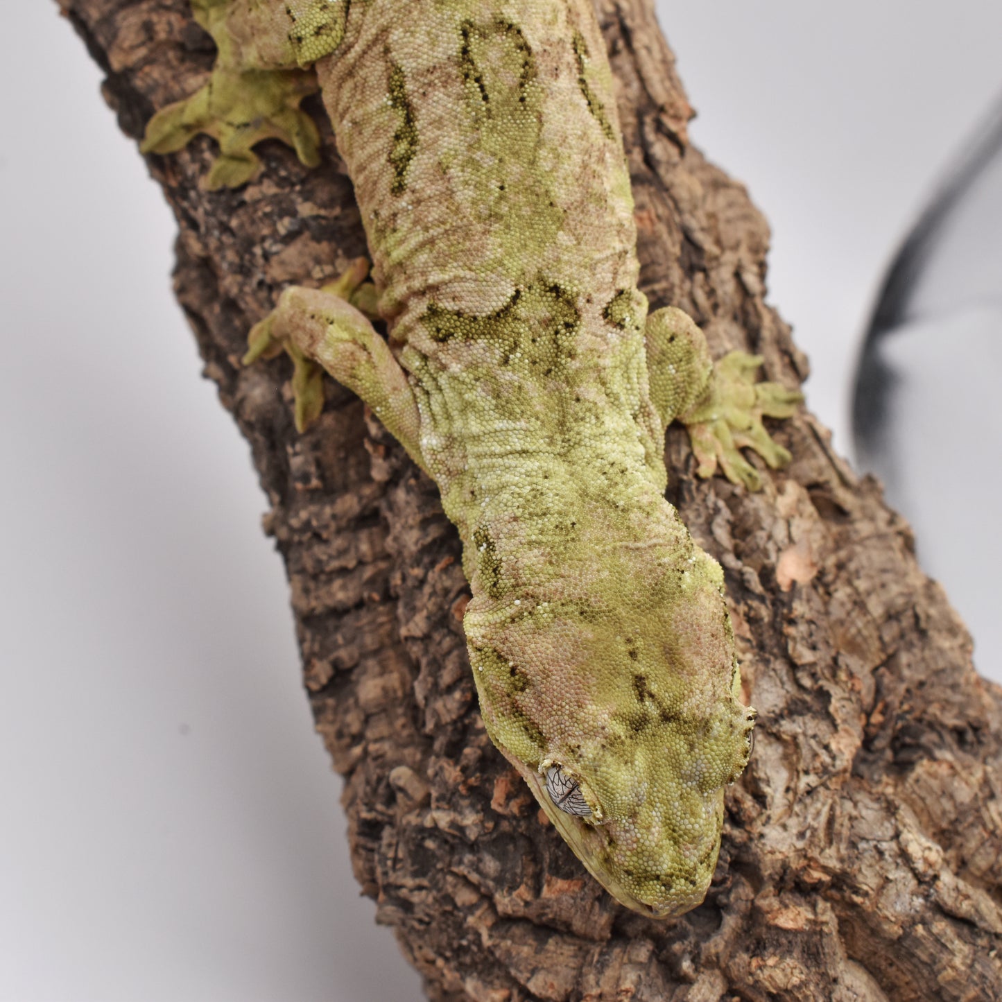 Male Pine Island Chahoua – White Collar, 61.6g (Unknown Lineage, Est. 2/1/2024)