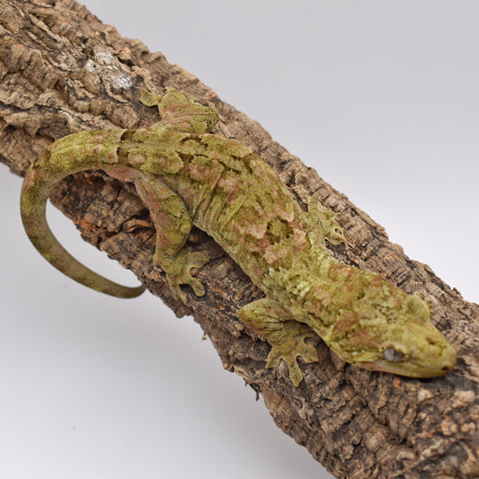 Male Pine Island Chahoua – White Neck Wings, 52.2g (Josh’s Frogs CH209, 10/8/2023)