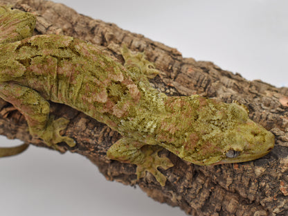 Male Pine Island Chahoua – White Neck Wings, 52.2g (Josh’s Frogs CH209, 10/8/2023)