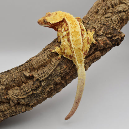 Female Crested Gecko – 66.3g (Whoo’s Geckos Shanks x Kaguya, Est. 7/2022) | SKU: CR001