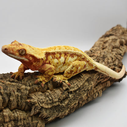Female Crested Gecko – 66.3g (Whoo’s Geckos Shanks x Kaguya, Est. 7/2022) | SKU: CR001