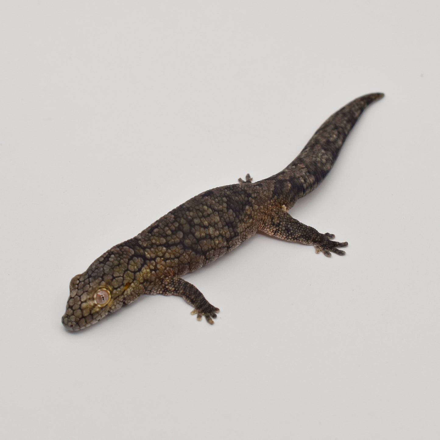 Sexed Pair – Chameleon Geckos (Eurydactylodes vieillardi)