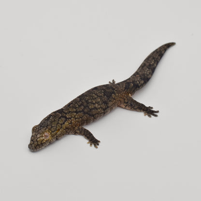 Sexed Pair – Chameleon Geckos (Eurydactylodes vieillardi)