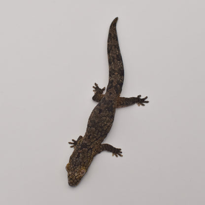 Sexed Pair – Chameleon Geckos (Eurydactylodes vieillardi)