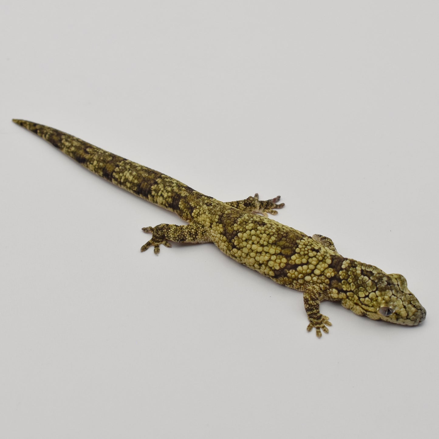 Male Vieillardi Chameleon Gecko – 4.5g (KLW Reptiles, 8/2022)