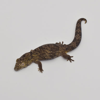 Sexed Pair – Chameleon Geckos (Eurydactylodes vieillardi)