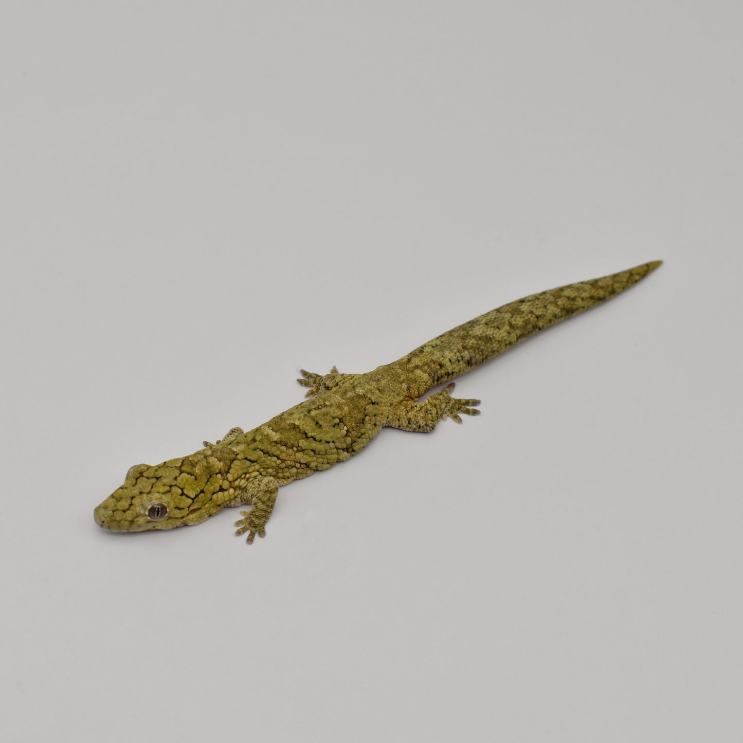 Sexed Pair – Chameleon Geckos (Eurydactylodes vieillardi)