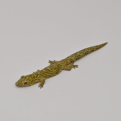 Sexed Pair – Chameleon Geckos (Eurydactylodes vieillardi)